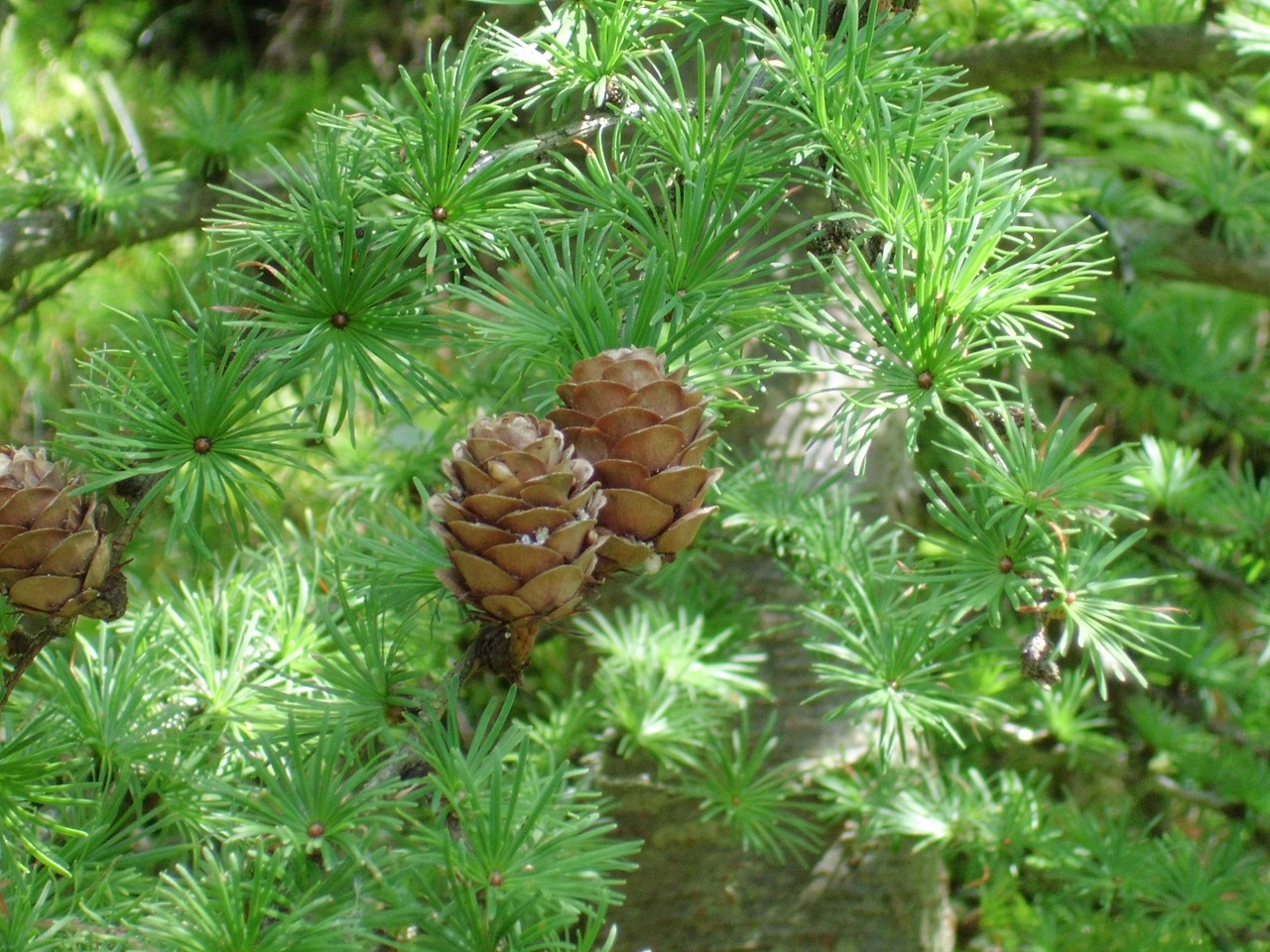 fir pine cones tannenzweig free photo