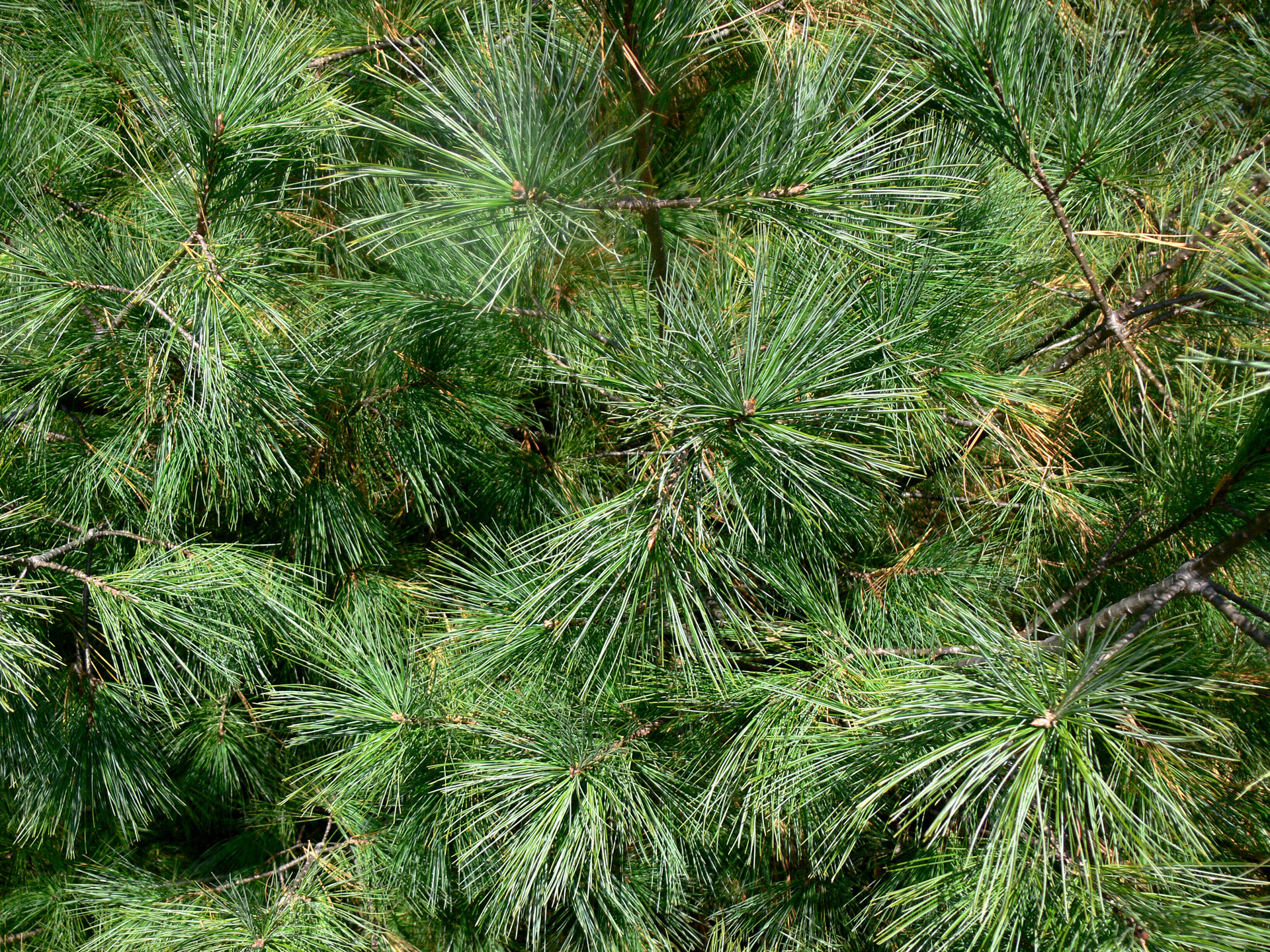 fir tree evergreen free photo