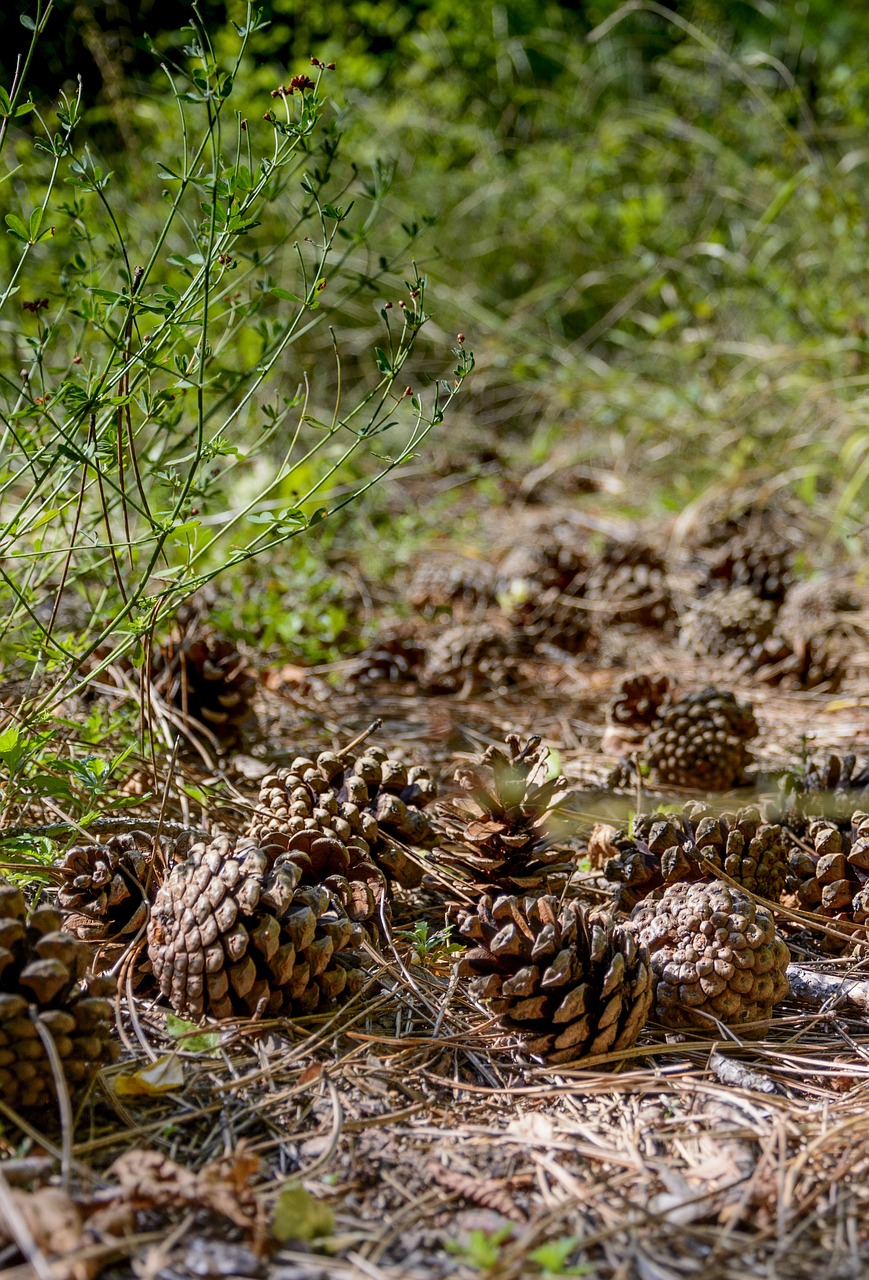 fir cone green nature free photo