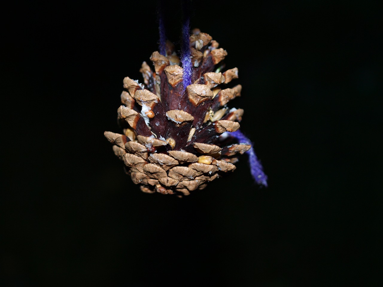 fir cone bird feeder nature free photo