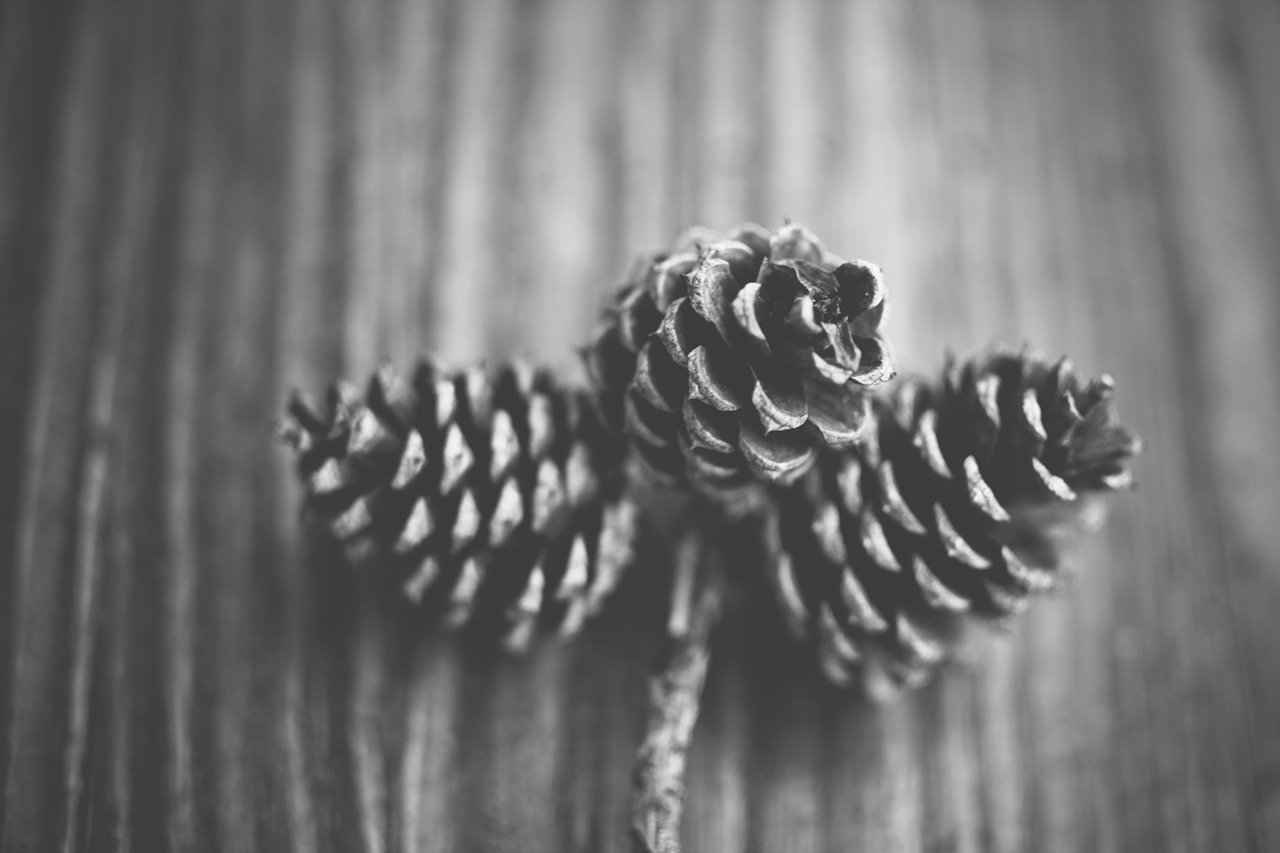 fir cone cone forest free photo
