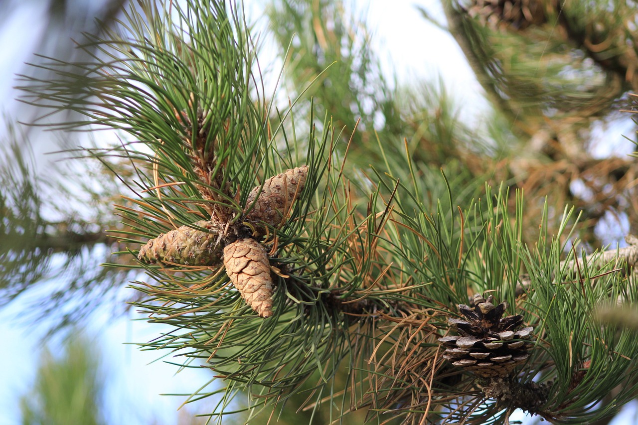 fir cones close christmas free photo