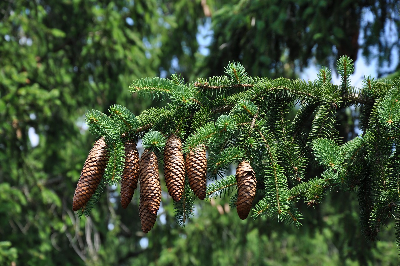 fir cones  evergreen  nature free photo