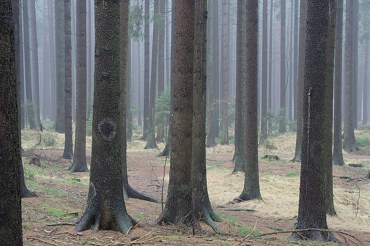 fir forest tree trunks firs free photo