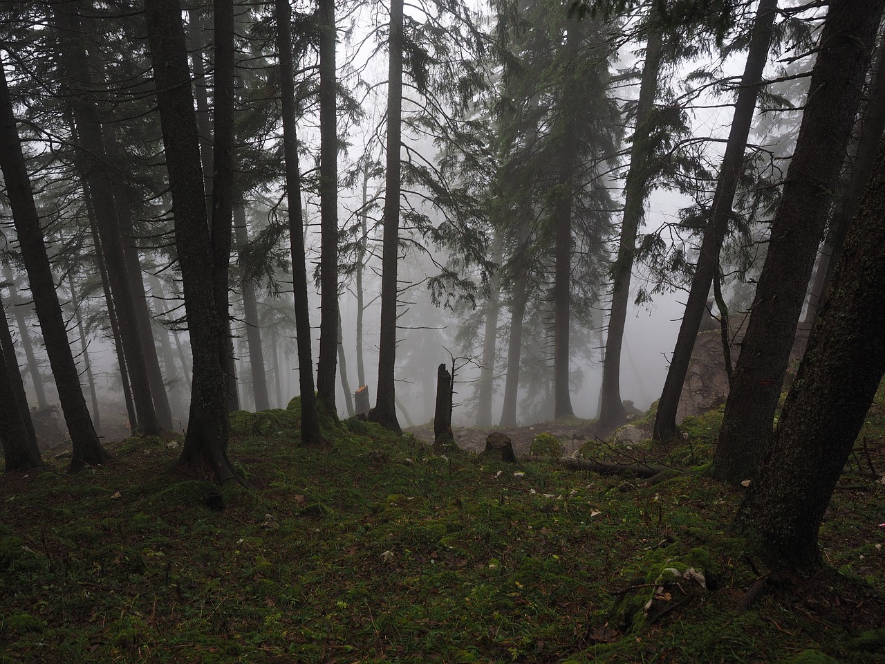 fir forest firs fog free photo