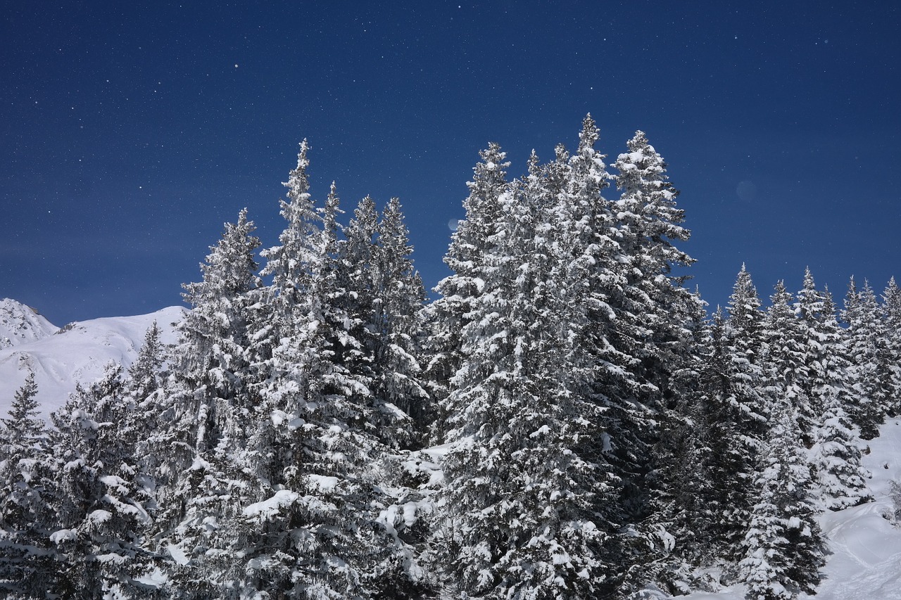fir forest firs winter free photo