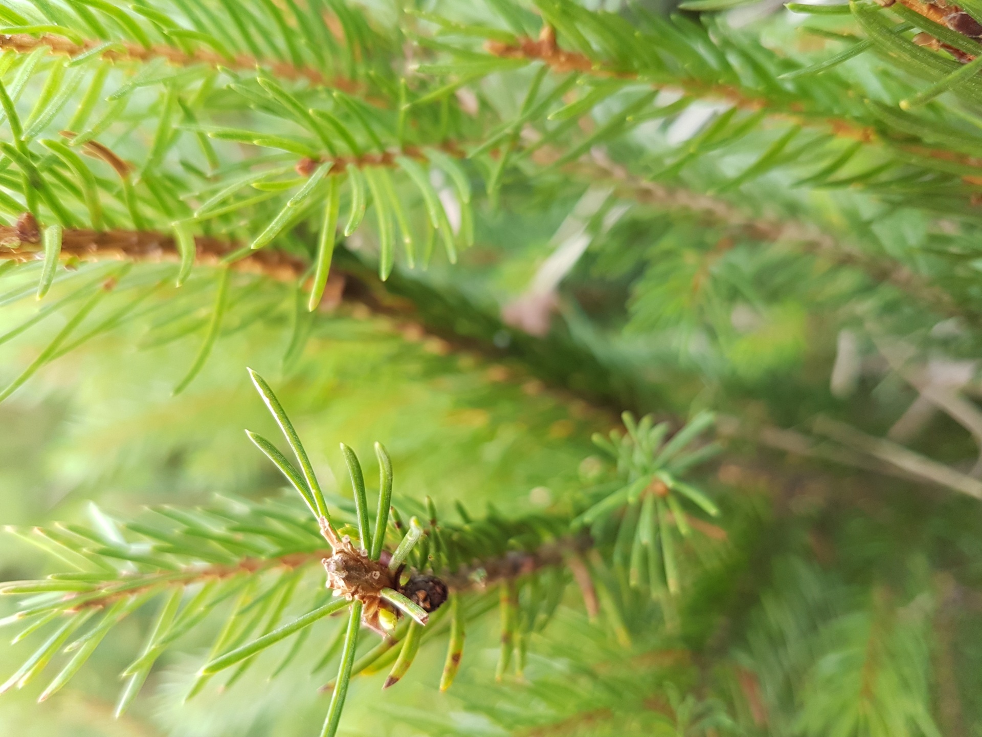 spruce fir needles close free photo