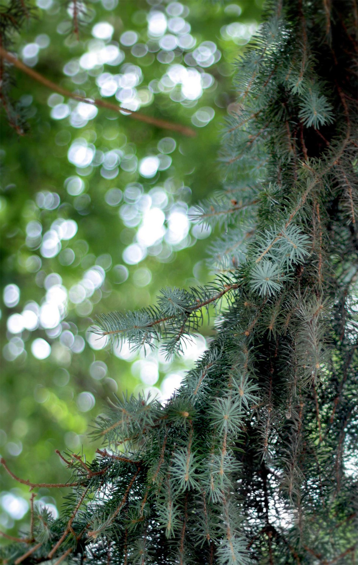 fir tree close up defocused free photo