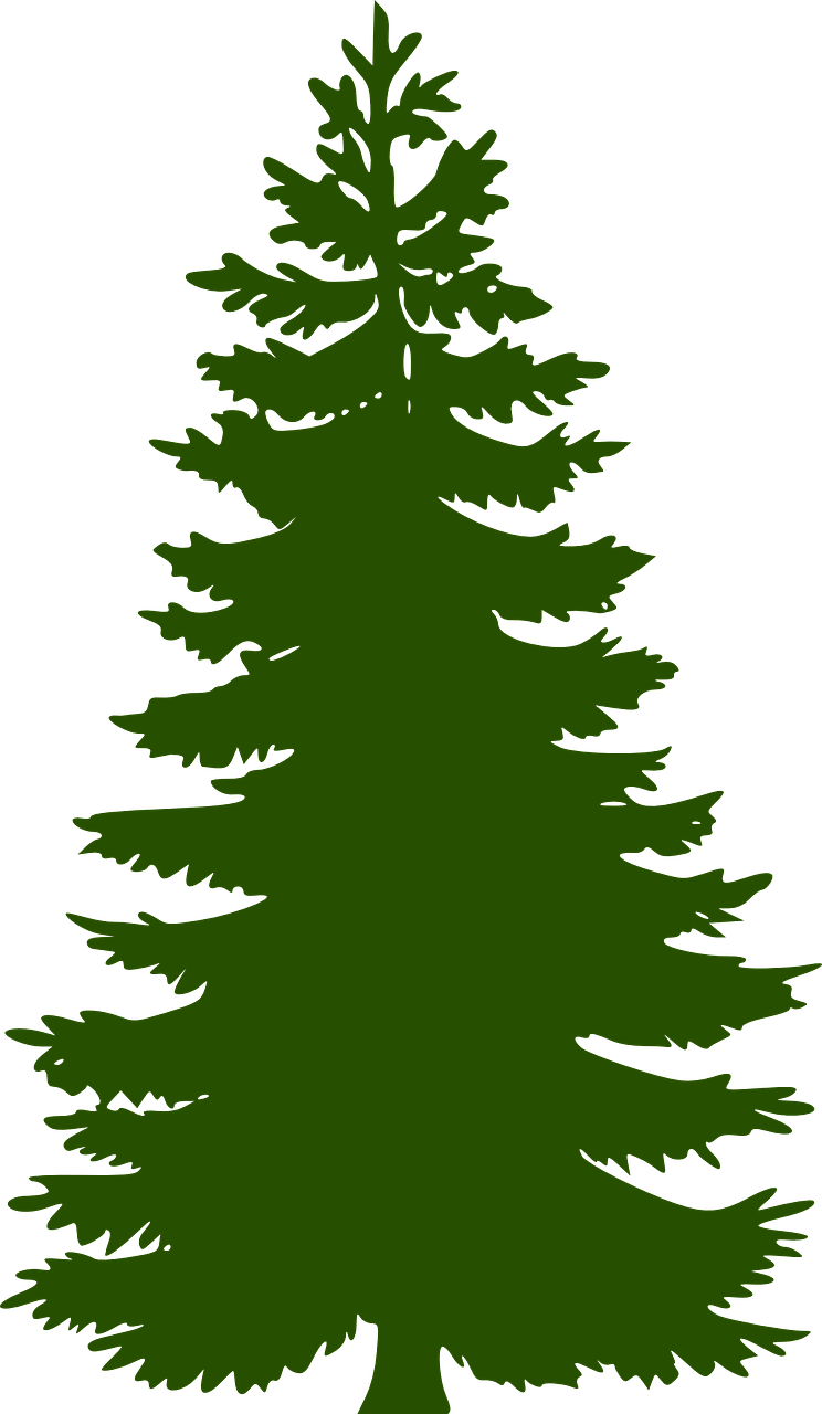 fir tree huge evergreen free photo