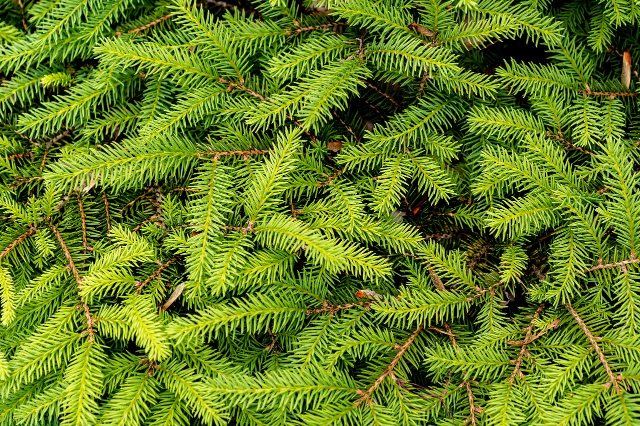 fir tree  green  forest free photo