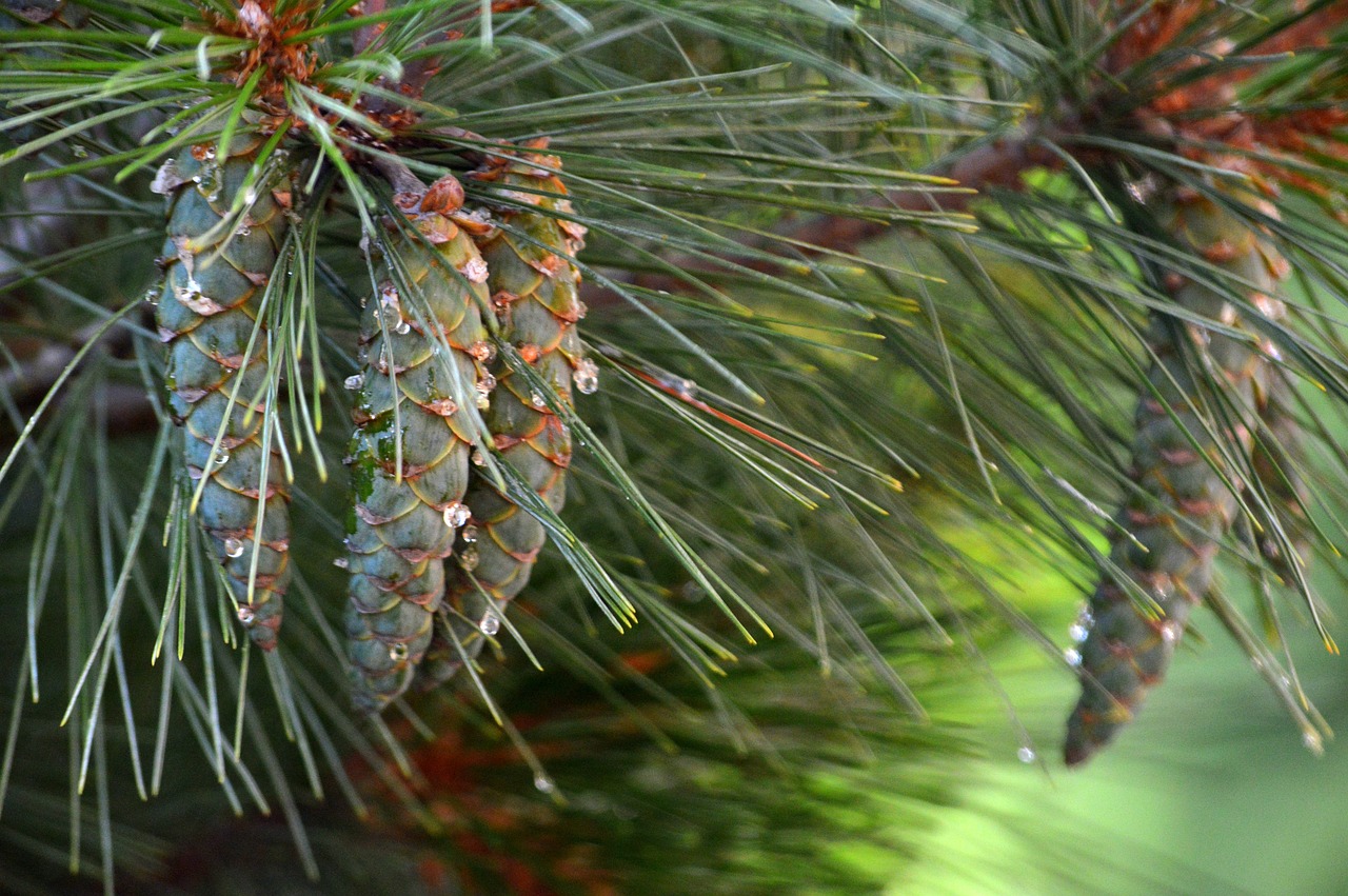 fir tree  pine cones  tap free photo