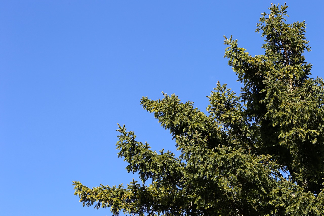 fir tree  green  sky free photo