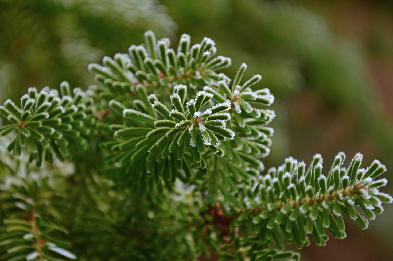 fir tree  tannenzweig  fir green free photo