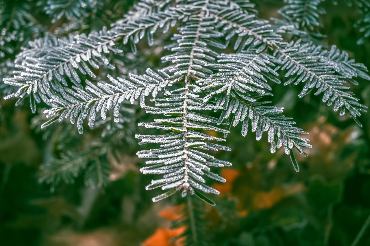 fir tree  tannenzweig  fir green free photo