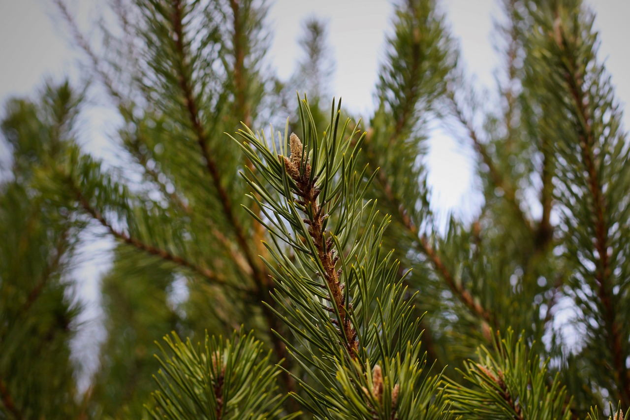 fir tree  pine needles  conifer free photo