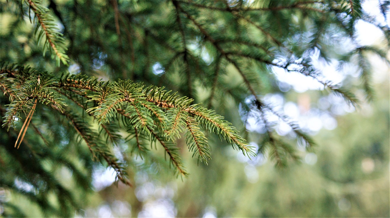 fir tree  nature  forest free photo