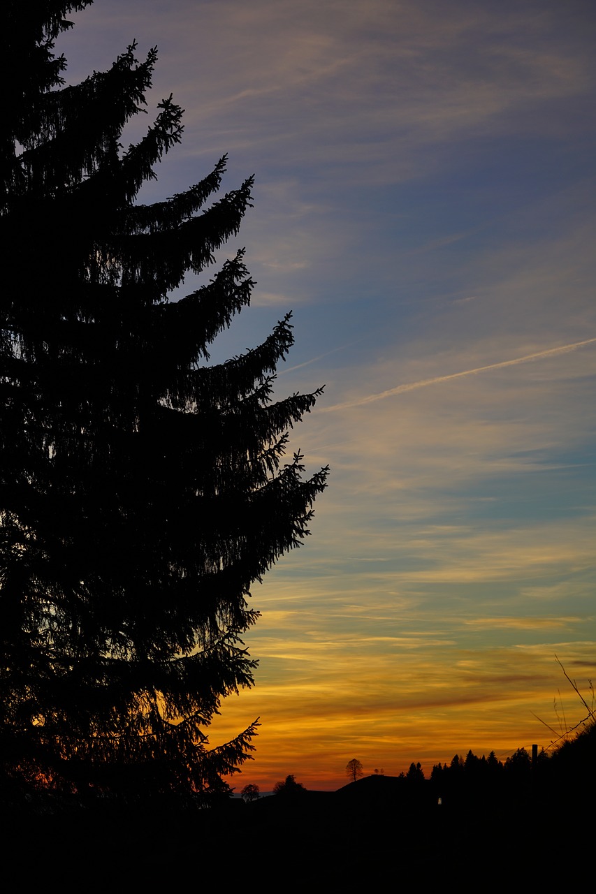 fir tree  tree  sunset free photo