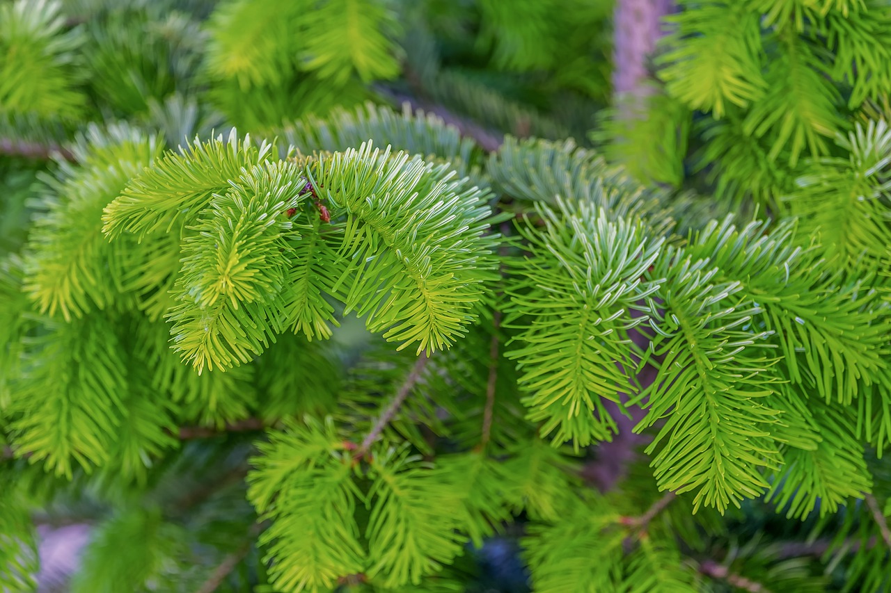 fir tree  tannenzweig  branch free photo