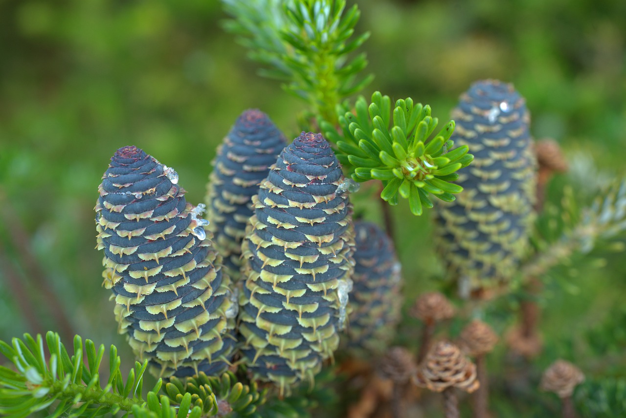 fir tree  pine cones  tap free photo