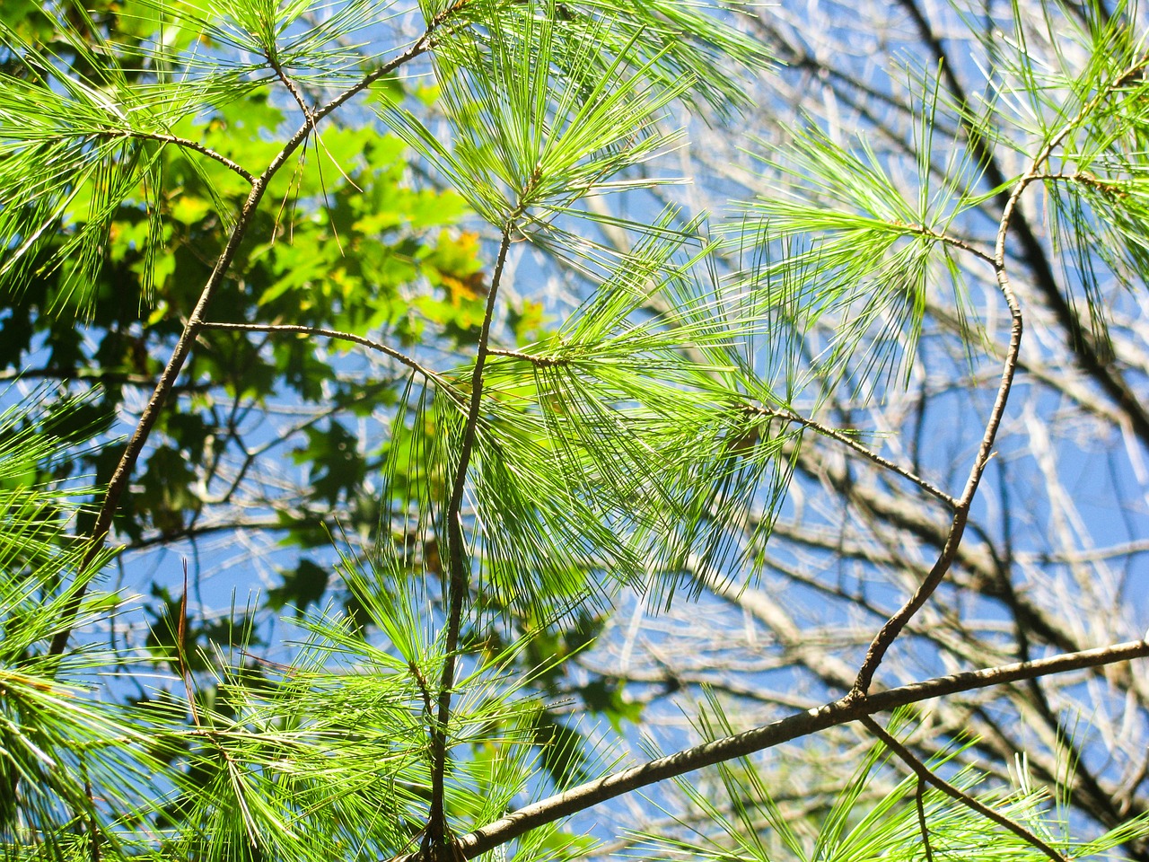fir tree evergreen needles free photo