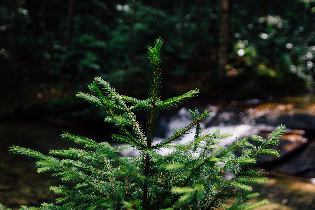 fir tree forest young free photo