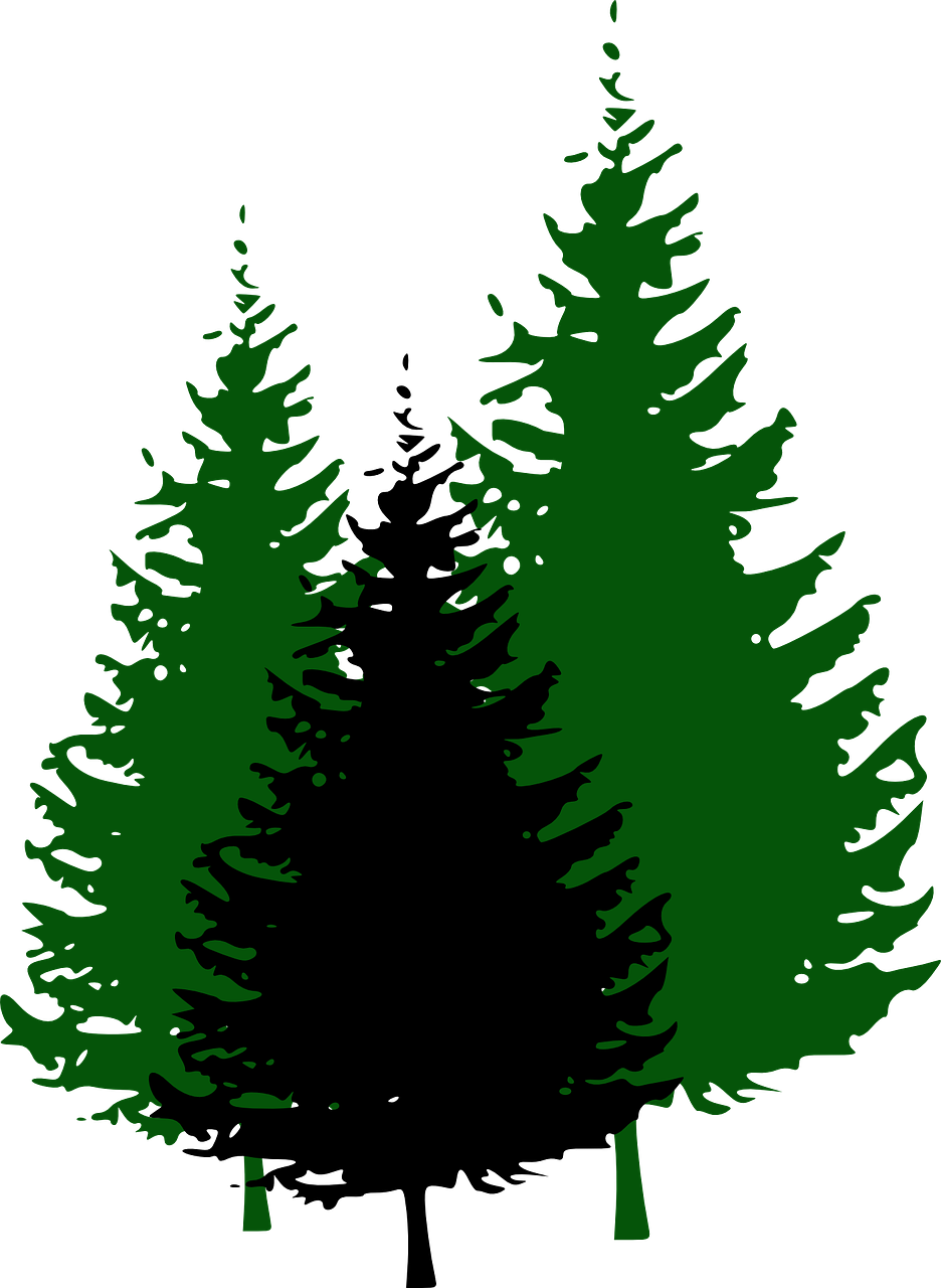 fir trees forest conifers free photo