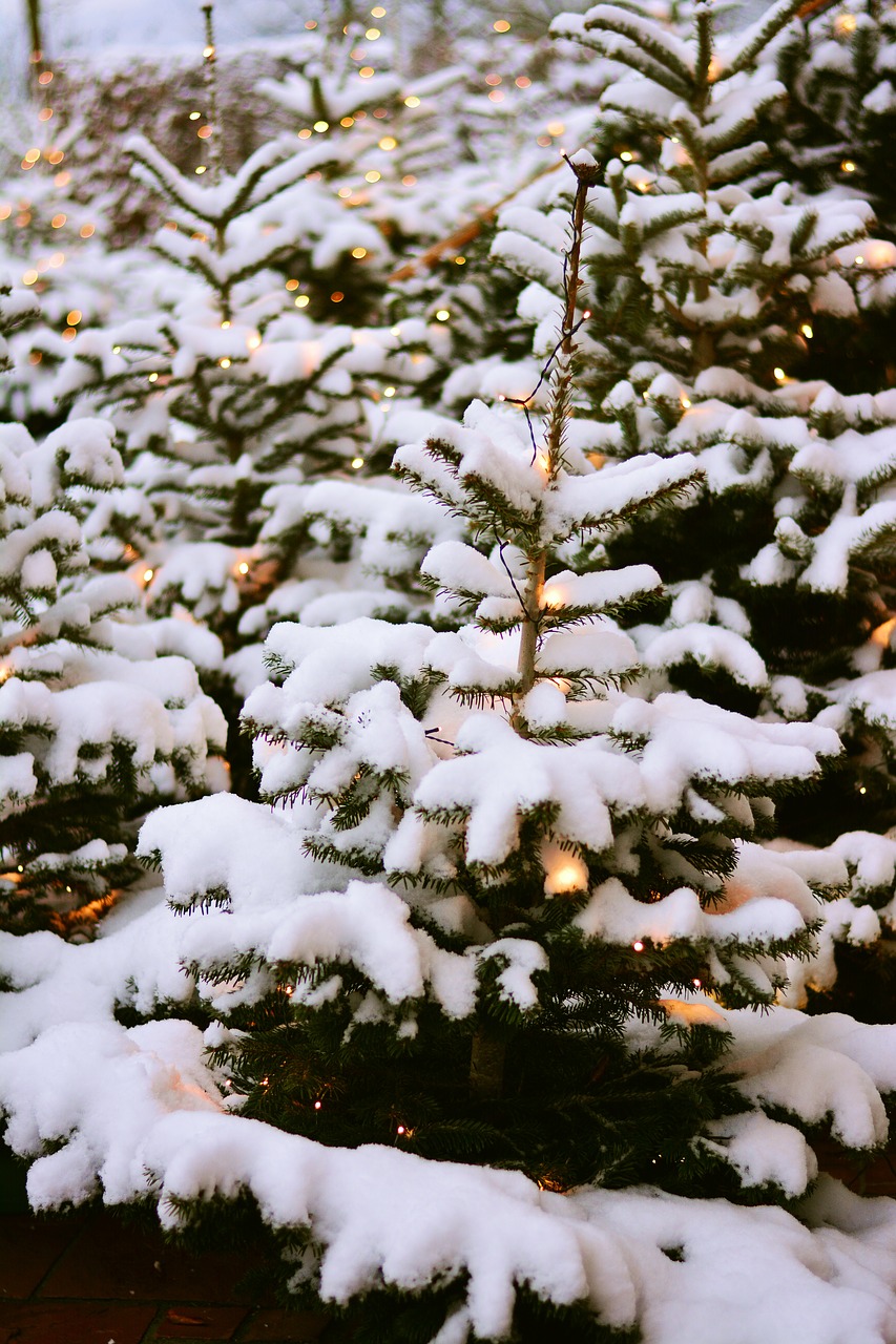 fir trees snow winter free photo