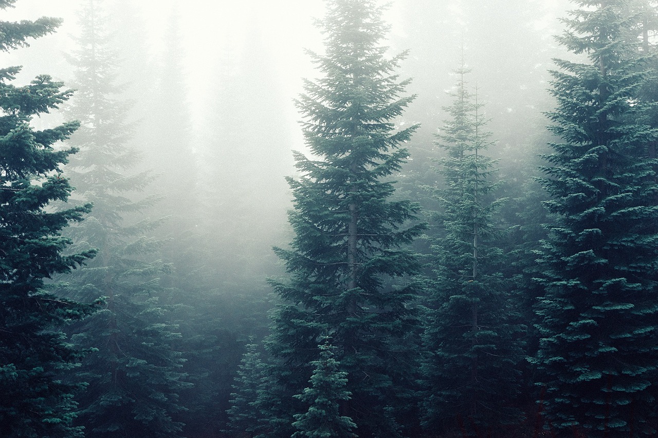 fir trees fog mist free photo