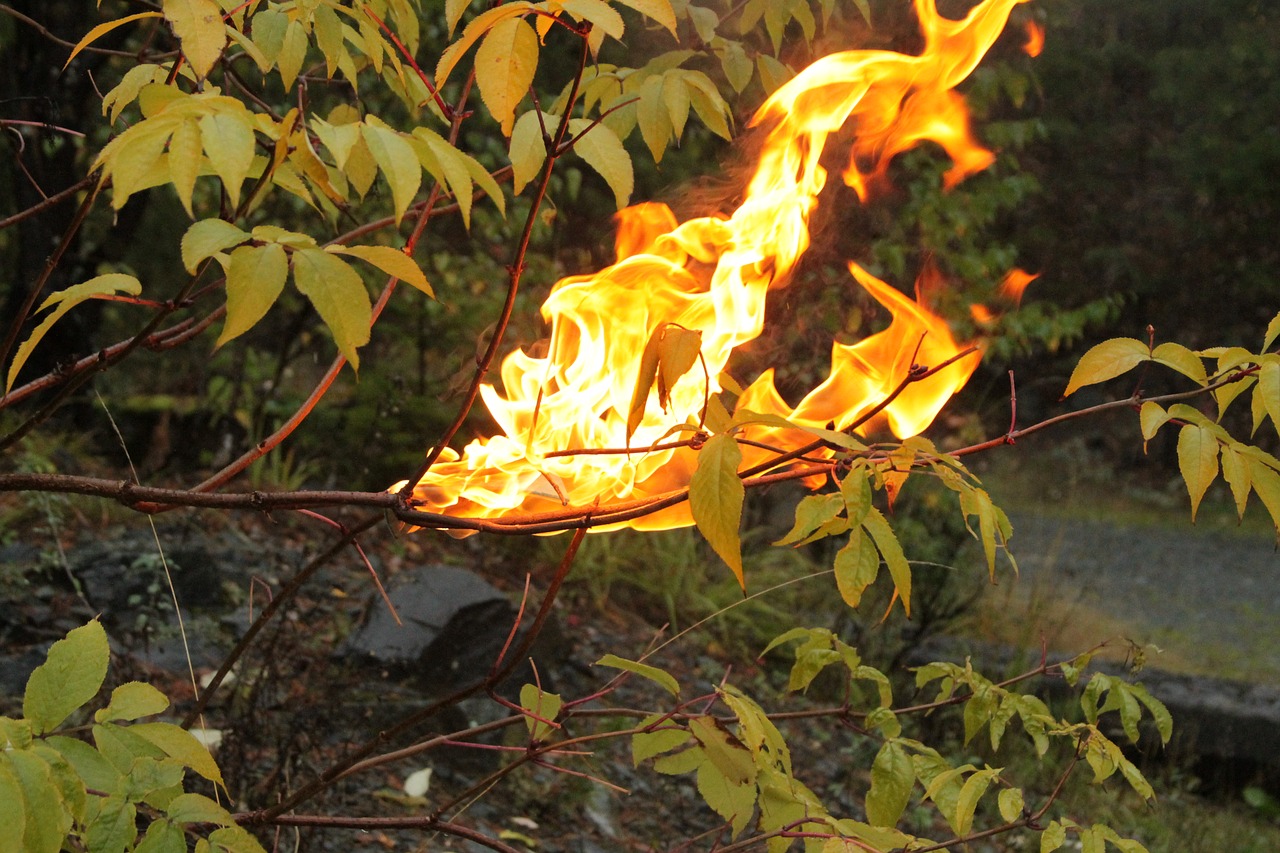 fire nature life free photo