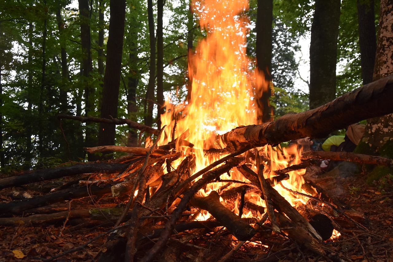 fire wood forest free photo