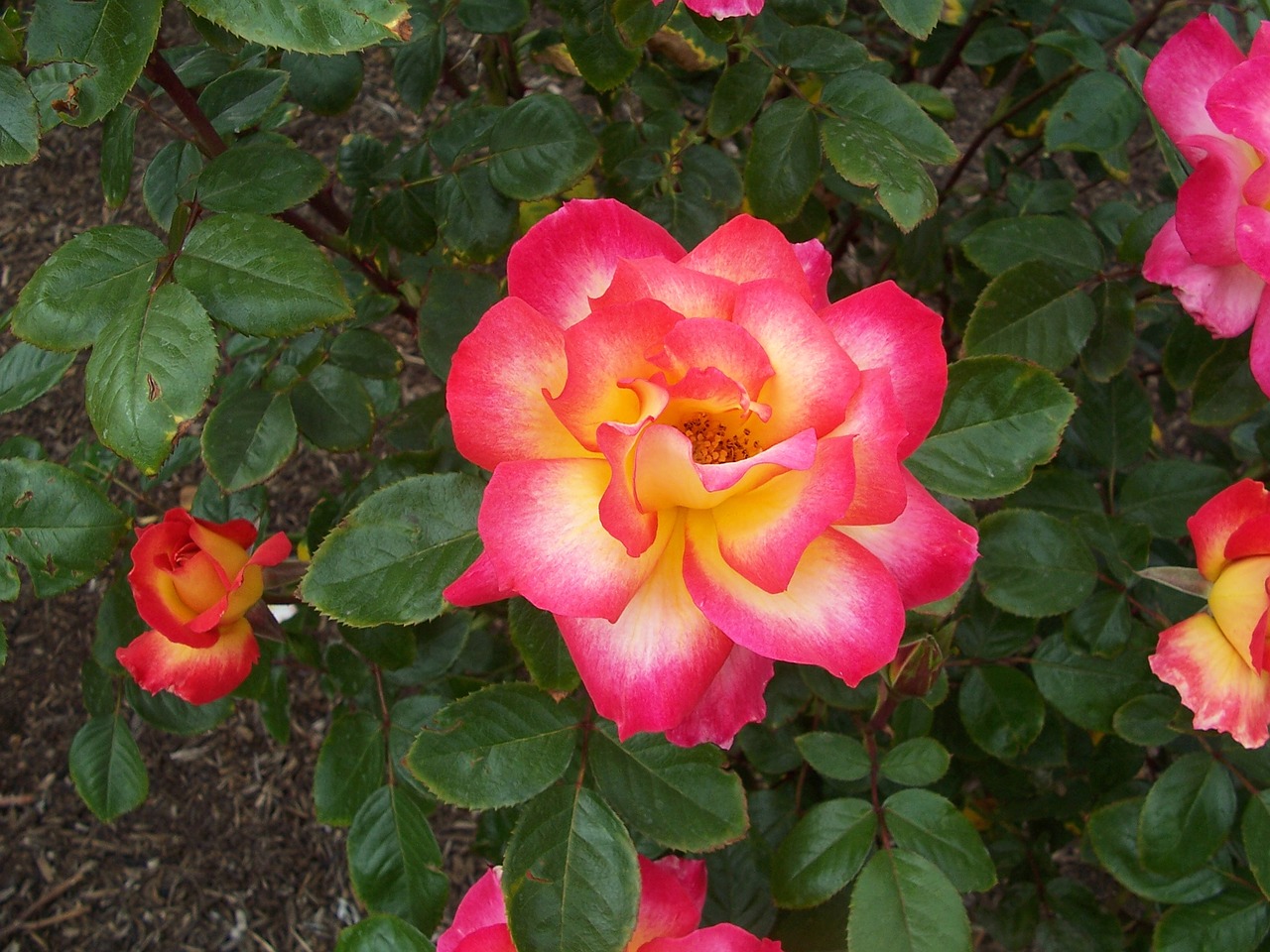 fire rose garden free photo