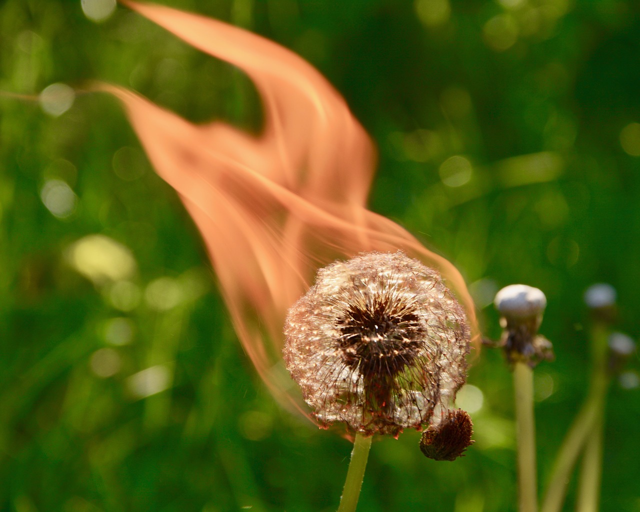 fire dandelion wood free photo