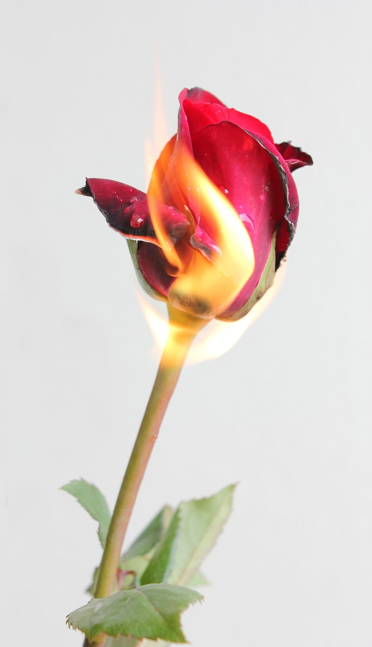 fire rose red free photo