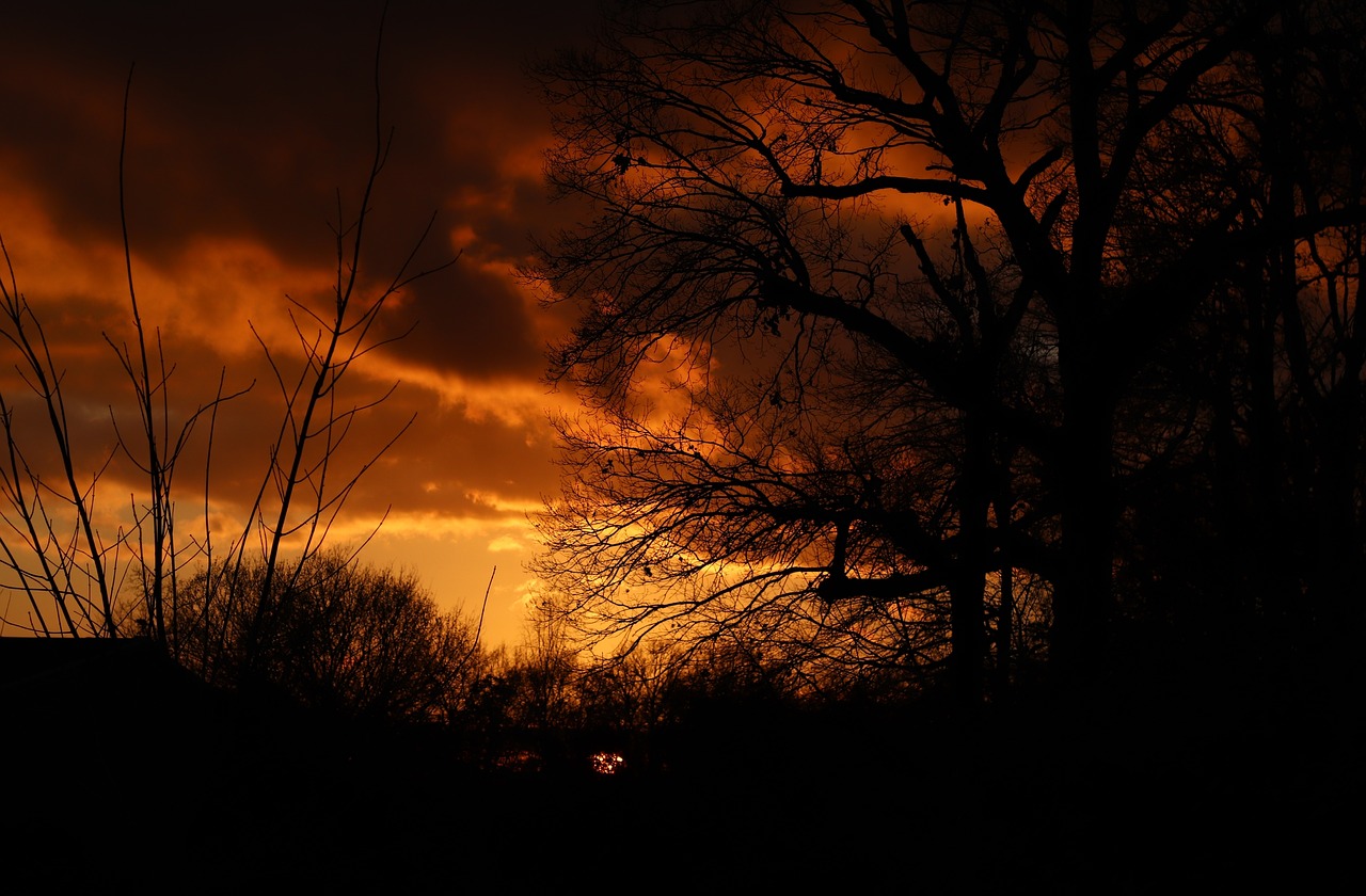 fire  sunset  trees free photo