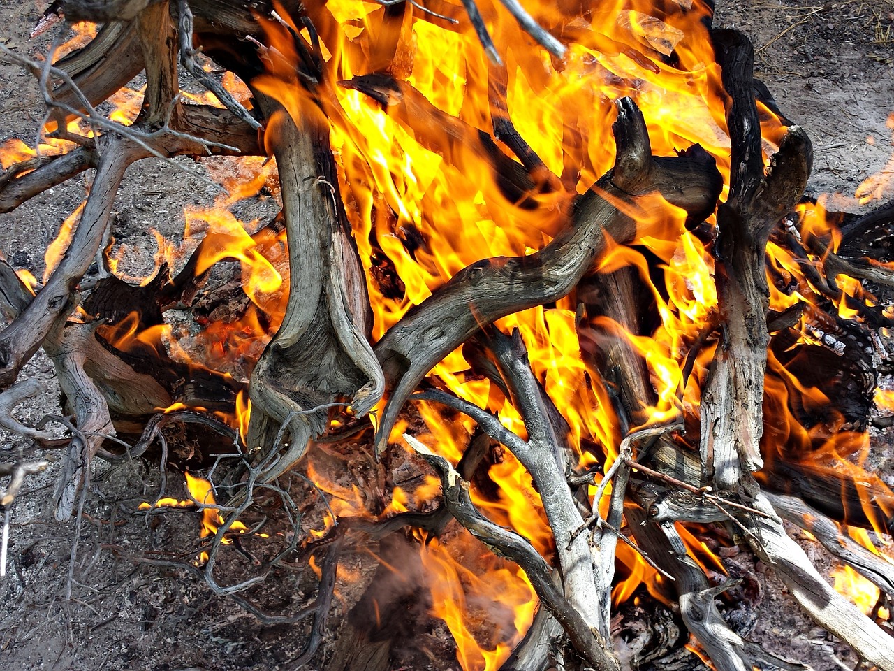 fire wood burn combustion free photo