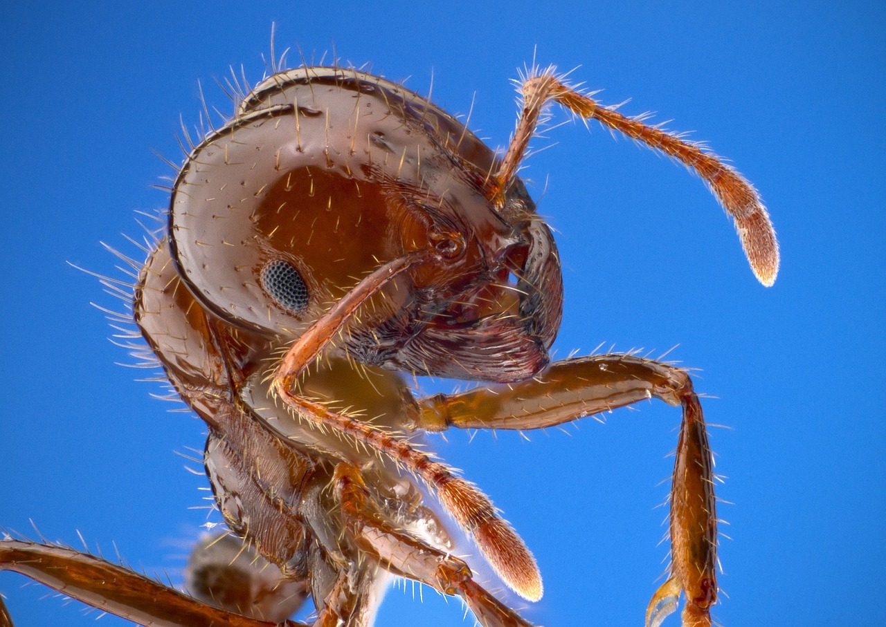 fire ant worker macro free photo