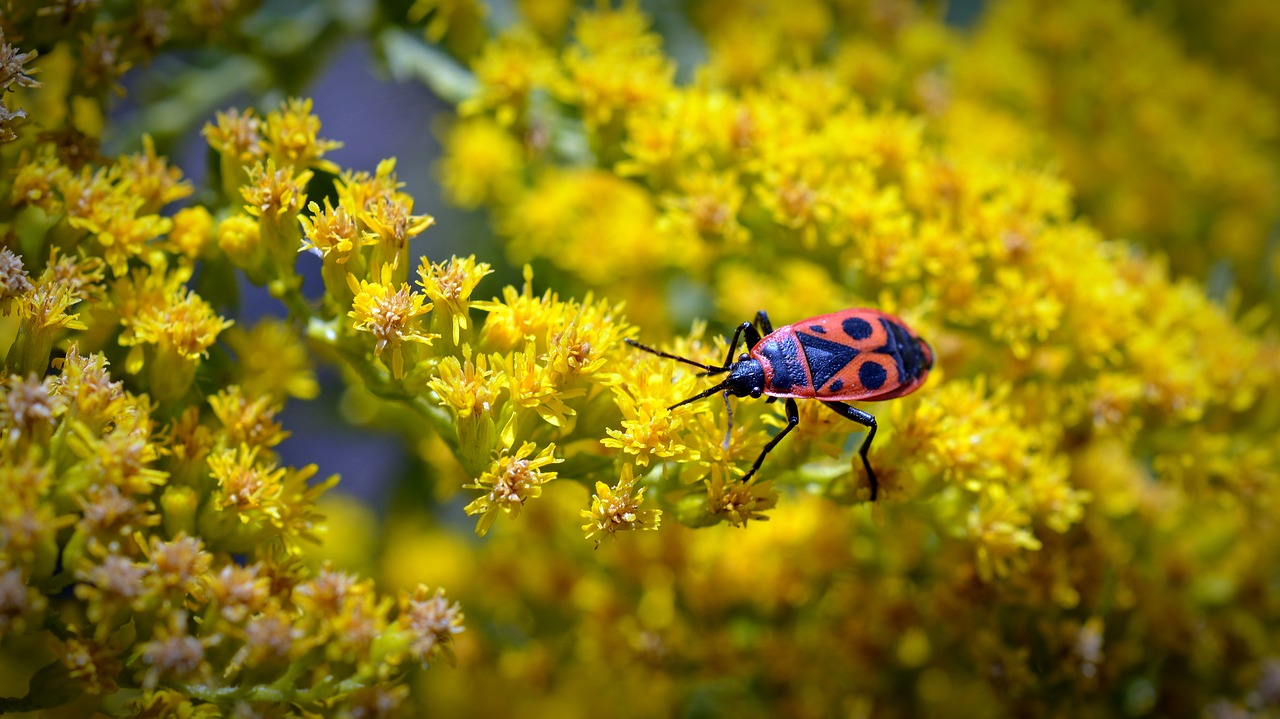 fire beetle insect beetle nature free photo