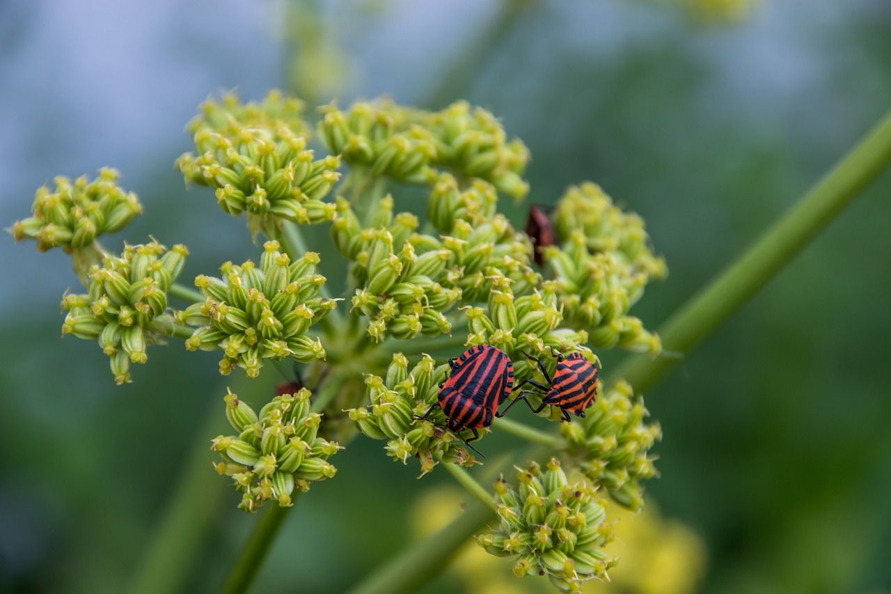 fire beetle beetle summer free photo