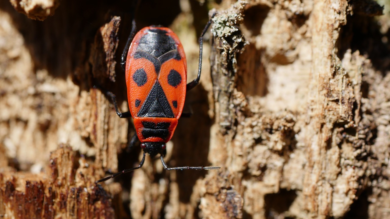 fire beetle  beetle  insect free photo