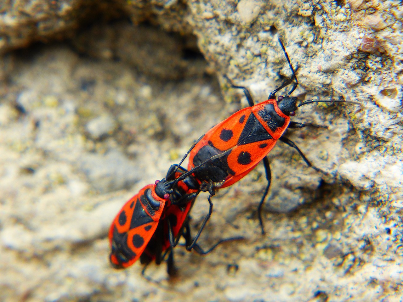 fire bug bug pyrrhocoris free photo