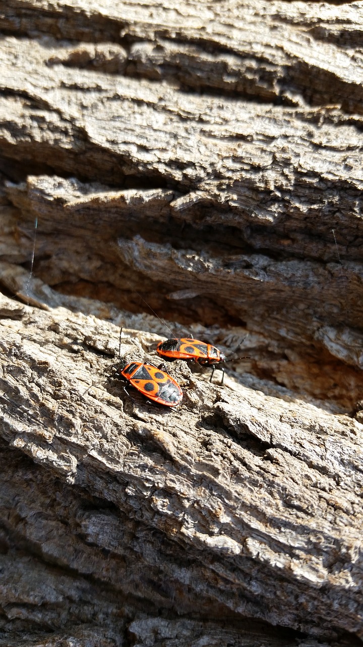 fire bug insect sunny free photo