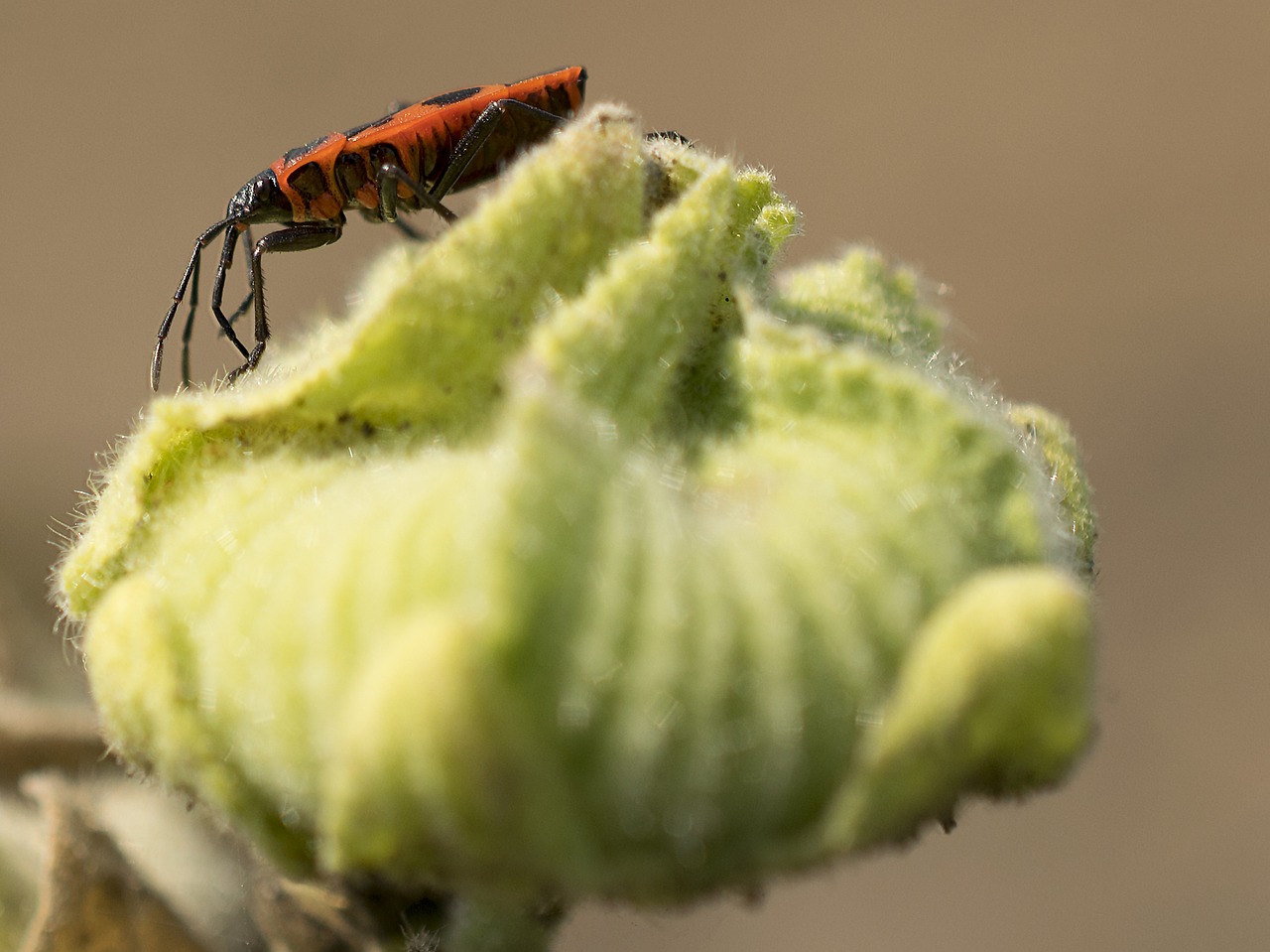 fire bug nature close free photo