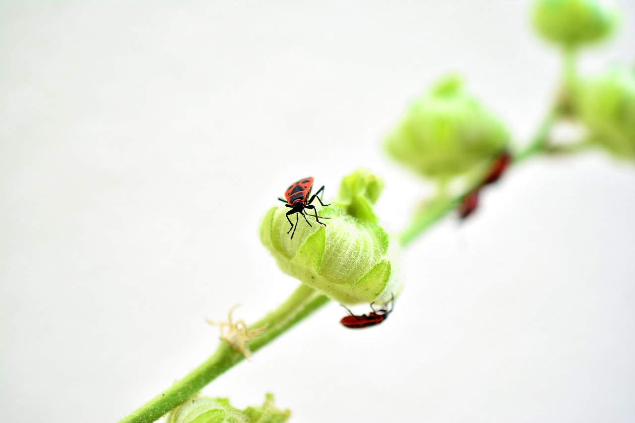 fire bug  insect  red free photo