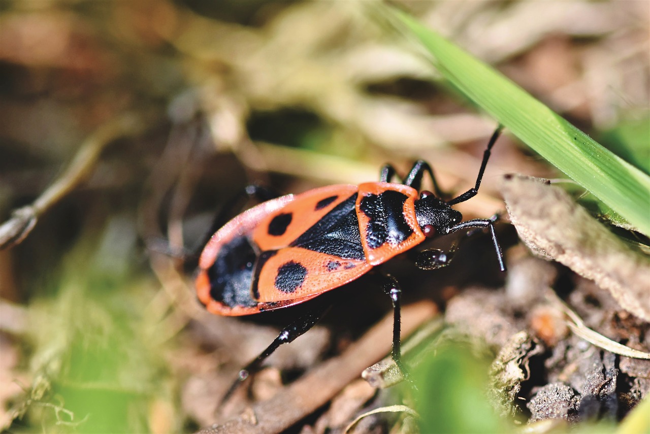 fire bug  bug  beetle free photo