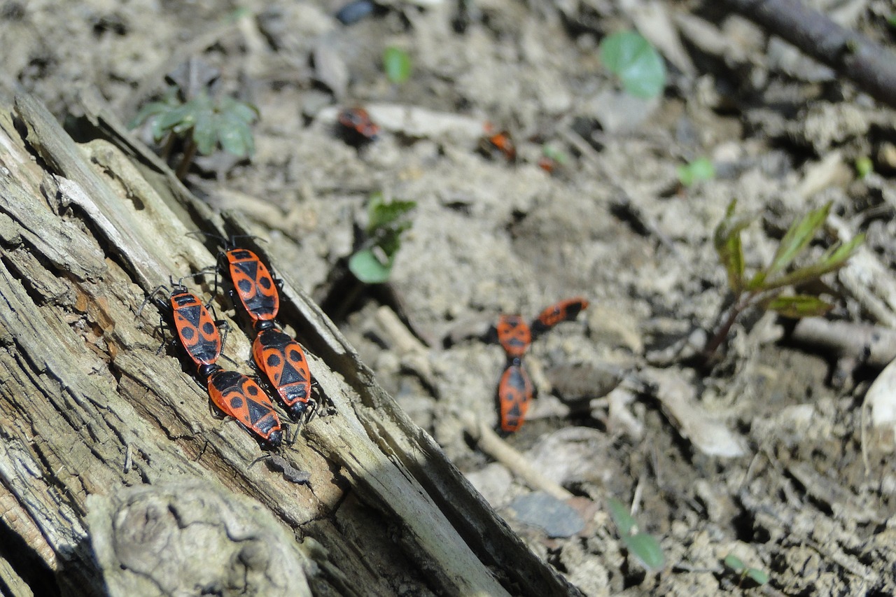 fire bug beetle insect free photo