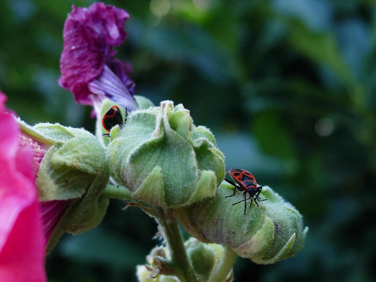 fire bugs  garden  nature free photo