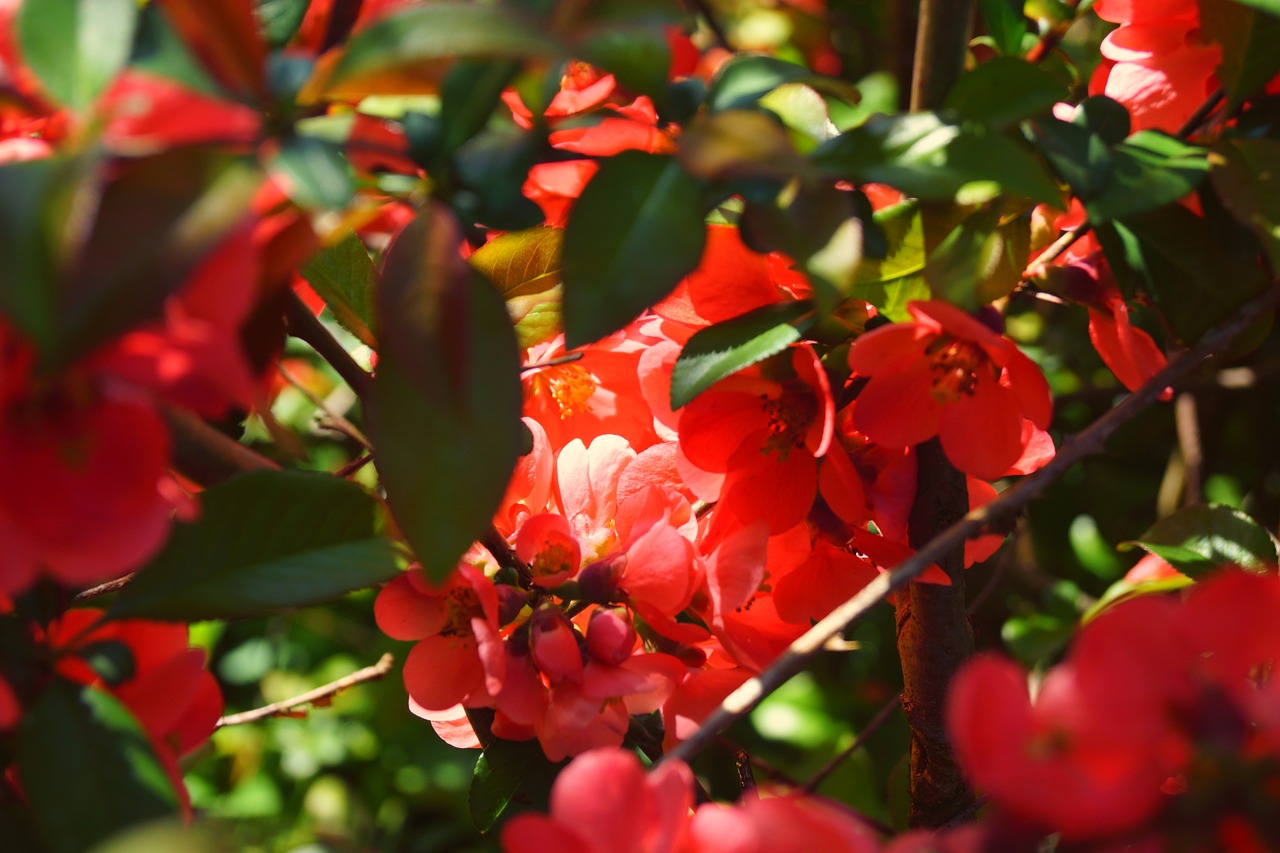 fire bush spring blossom free photo