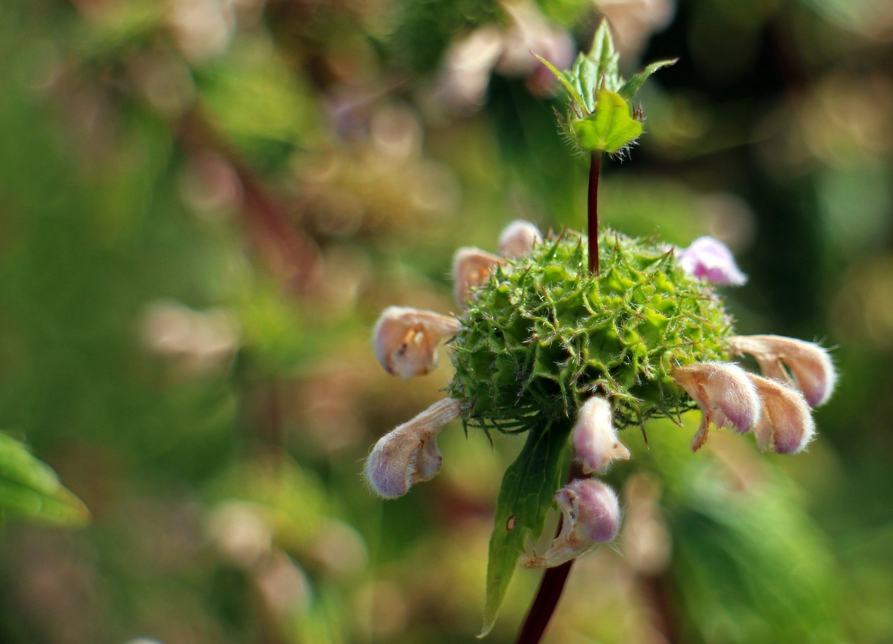 fire herb phlomis fire herbs free photo