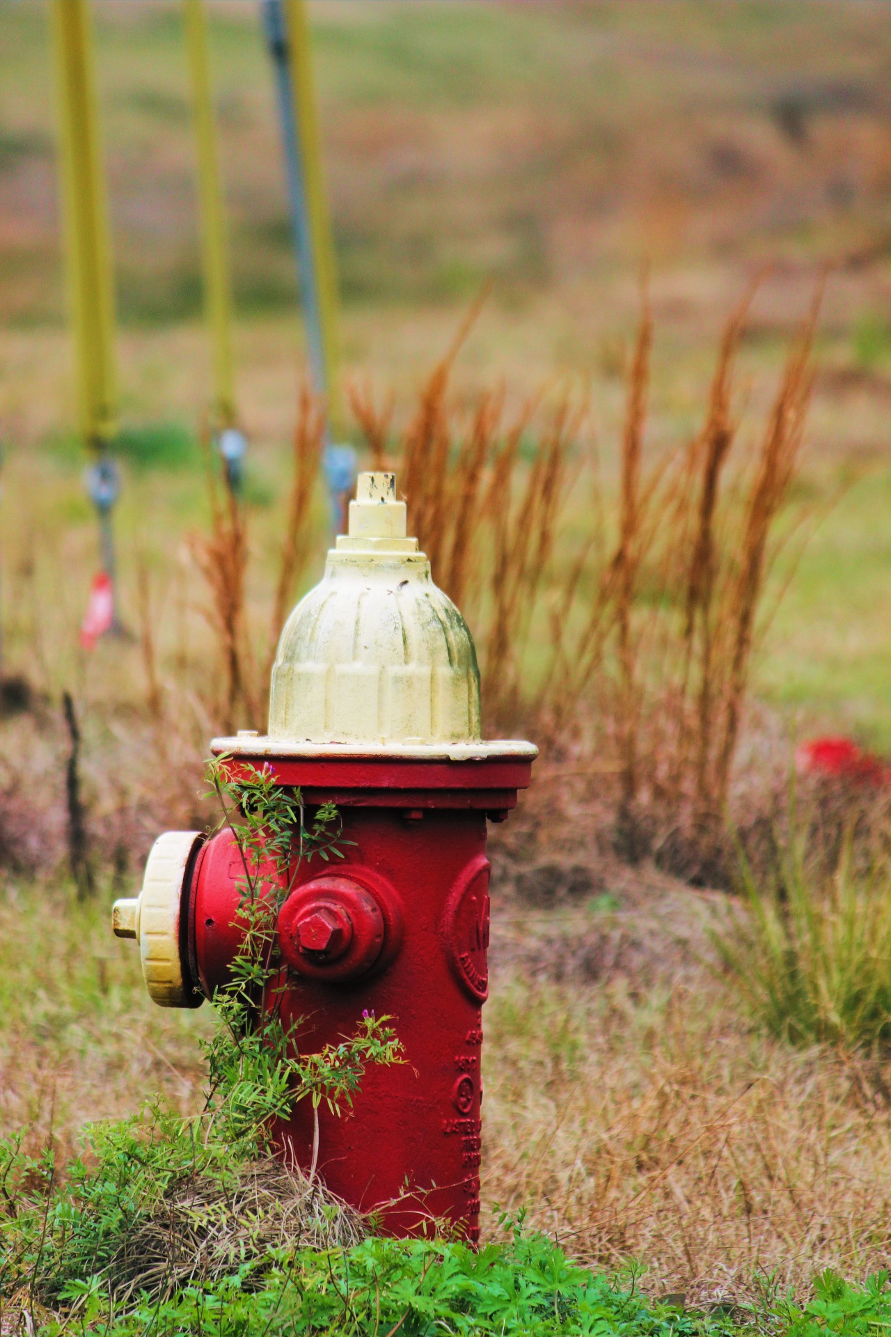 hydrant fire red free photo