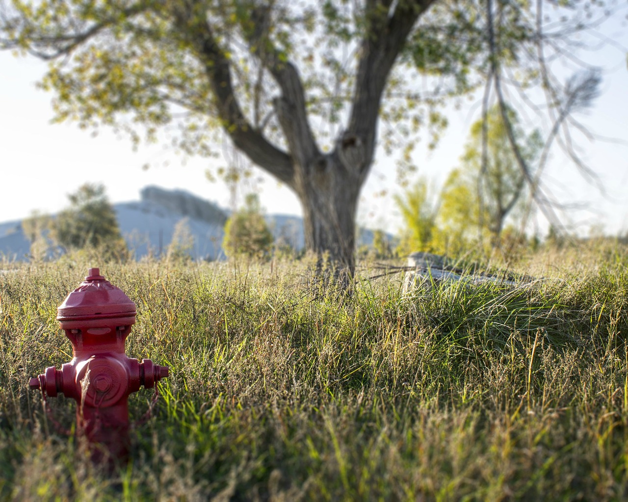 fire hydrant tree field free photo